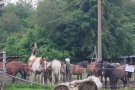 От планинските пътеки до щраусовата ферма – едно вълнуващо пътешествие.